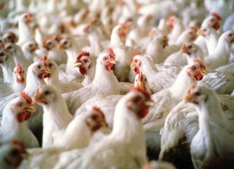 بالفيديو|"دجاج مجمد" مصعوق بالكهرباء ولحوم "عجول" ملقاه بالرصاص تستوردها مصر من البرازيل