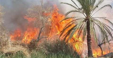 مطاريد البلابيش بسوهاج يشعلون النيران في 20 فدان قصب لمنع تقدم الشرطة