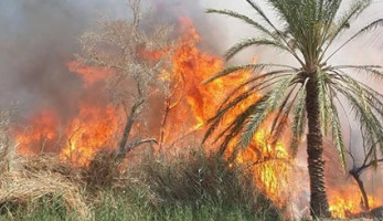 مطاريد البلابيش بسوهاج يشعلون النيران في 20 فدان قصب لمنع تقدم الشرطة