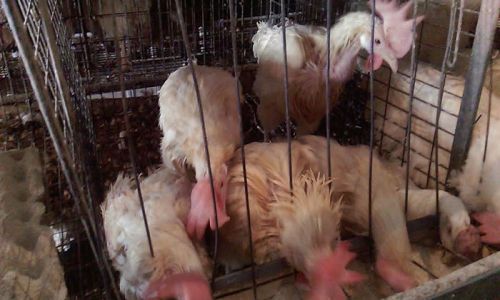 إعدام 50 ألف دجاجة مصابة بإنفلونزا الطيور في بني سويف