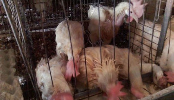 إعدام 50 ألف دجاجة مصابة بإنفلونزا الطيور في بني سويف