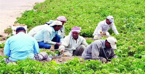 العمل الدولية ومؤسسة ساويرس توفران 1200 فرصة عمل في المناطق الريفية