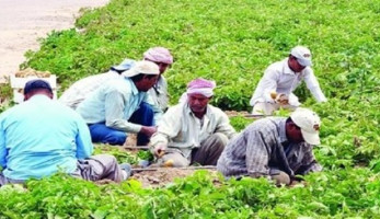 العمل الدولية ومؤسسة ساويرس توفران 1200 فرصة عمل في المناطق الريفية