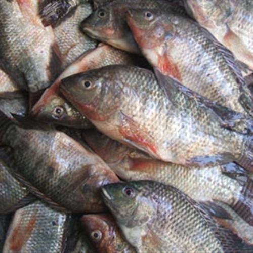 مصر تصدر قرارًا للحد من تصدير الأسماك