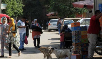 أطفال «أبوالريش» فريسة للكلاب الضالة.. و«الأهالى»: «محدش معبّرنا»
