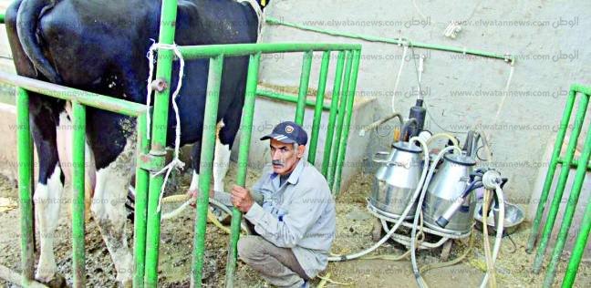 أزمة الألبان تحاصر المواطنين.. «غالية ومغشوشة» (ملف- تحقيق/ فيتشر/ ريبورتاج)