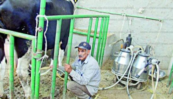 أزمة الألبان تحاصر المواطنين.. «غالية ومغشوشة» (ملف- تحقيق/ فيتشر/ ريبورتاج)