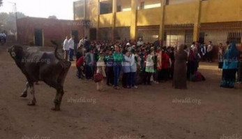 كارثة.. المواشي تحضر "طابور الصباح" في إحدى المدارس بالمنوفية (خبر)