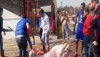 الأهلي يذبح عجلين في التتش لاستعادة الانتصارات (خبر)