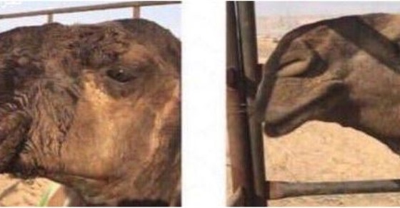 شاهد.. القبض على طبيب بيطري أجرى عملية تجميل لـ'جمل' (خبر)