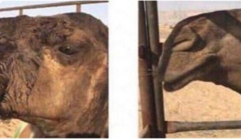 شاهد.. القبض على طبيب بيطري أجرى عملية تجميل لـ'جمل' (خبر)