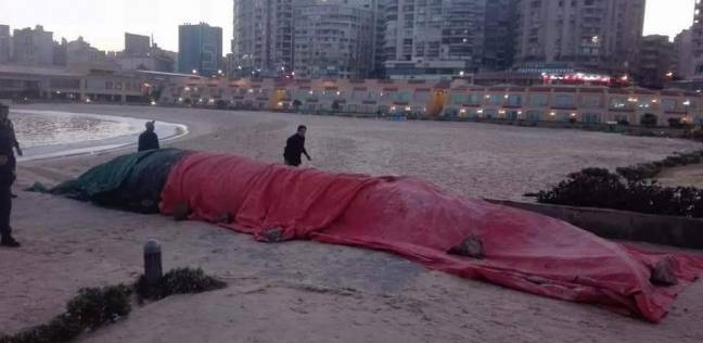 بالصور| العثور على "حوت" طوله 12 مترا على شاطئ في الإسكندرية (خبر)