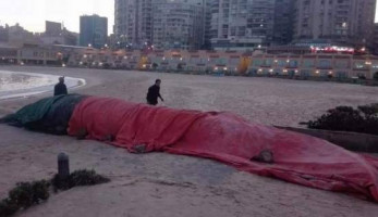 بالصور| العثور على "حوت" طوله 12 مترا على شاطئ في الإسكندرية (خبر)