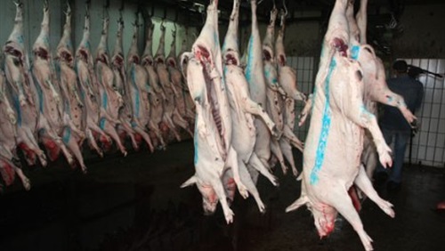 شبح لحوم الخنازير يطارد محال الوجبات الجاهزة والسندويتشات.. ضبط 140 طن مقطعات لحم خنزير معدة للتوزيع على محال الكباب والكفتة.. ومجزر لذبح الخنازير بعزبة الزبالين (خبر)
