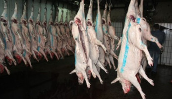 شبح لحوم الخنازير يطارد محال الوجبات الجاهزة والسندويتشات.. ضبط 140 طن مقطعات لحم خنزير معدة للتوزيع على محال الكباب والكفتة.. ومجزر لذبح الخنازير بعزبة الزبالين (خبر)