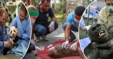 بيزنس العيادات البيطرية الخاصة بس ما تقولش "دكتور بهايم" .. مراكز بالقاهرة لعلاج ورعاية الحيوانات.. أسعار الكشف والتطعيمات تبدأ من 50 جنيها وتصل لأكثر من 300.. والكشف بالسونار.. والـ«spa» أحدث الوسائل (فيتشر)