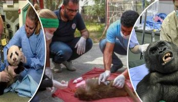 بيزنس العيادات البيطرية الخاصة بس ما تقولش "دكتور بهايم" .. مراكز بالقاهرة لعلاج ورعاية الحيوانات.. أسعار الكشف والتطعيمات تبدأ من 50 جنيها وتصل لأكثر من 300.. والكشف بالسونار.. والـ«spa» أحدث الوسائل (فيتشر)