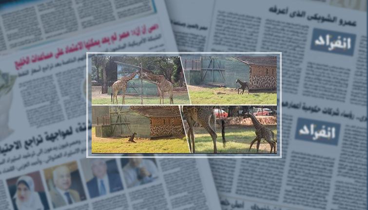 بعد نفوق ياسو.. الفيل كريمة والشامبانزى بوبو أشهر الراحلين بحديقة الجيزة (فيتشر)