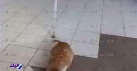 القطط تشارك المرضى في مستشفى شبراخيت بالبحيرة ..صور (فيتشر)