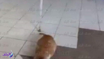 القطط تشارك المرضى في مستشفى شبراخيت بالبحيرة ..صور (فيتشر)