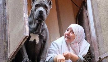 بالصور .. 10 معلومات عن كلب «الدرب الأحمر»..«نجم الفيس بوك» (فيتشر)