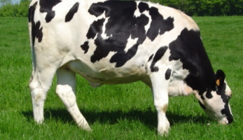 جدل بين مواطني الشرقية بسبب دخول «عجل» ديوان المحافظة.. و«صدى البلد» يكشف السبب (فيتشر)