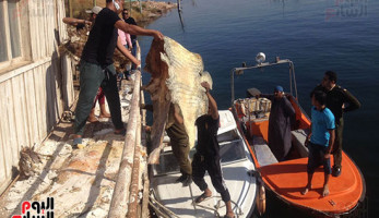 صور.. بزنس التماسيح فى أسوان.. عصابات التهريب تبيع الواحد بـ10 آلاف جنيه.. والعضو الذكرى يستخدم فى علاج العقم.. وجلد التمساح يصل ثمنه لـ4 آلاف دولار.. البيئة: الحكومة تقرر إنشاء أول مزرعة ببحيرة ناصر (ريبورتاج)
