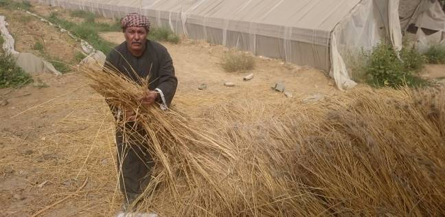 عمال «القومية للأسمنت» يودّعون المكَن إلى الزراعة: «ما له الكرنب والقرنبيط»