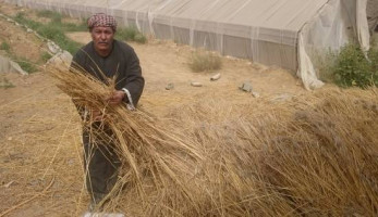 عمال «القومية للأسمنت» يودّعون المكَن إلى الزراعة: «ما له الكرنب والقرنبيط»