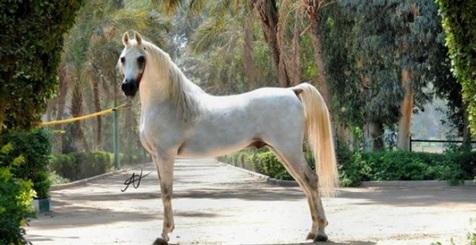 السرطان يقتل «تجويد» أجمل حصان في مصر.. قيمته 10 ملايين دولار