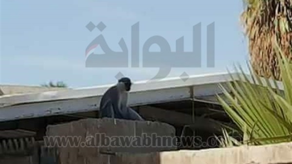 بالصور.. ظهور "نسانيس" بالسويس.. والطب البيطري يؤكد: "هاربة" (خبر)