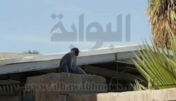بالصور.. ظهور "نسانيس" بالسويس.. والطب البيطري يؤكد: "هاربة" (خبر)
