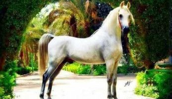 نفوق «أجمل حصان مصري»: اسمه تجويد جادالله وثمنه 10مليون دولار ومواليد 2004 (ريبورتاج)