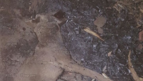 أهالي 'النويرة' يتخلصون من حيوان مفترس بحرق جثته عقب إصابة 5 ببني سويف (صور) (خبر)