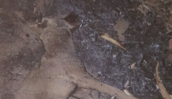 أهالي 'النويرة' يتخلصون من حيوان مفترس بحرق جثته عقب إصابة 5 ببني سويف (صور) (خبر)