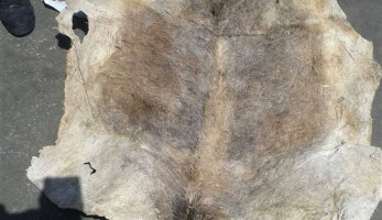 جمارك الدخيلة تحبط تهريب جلود حمير خام (خبر)