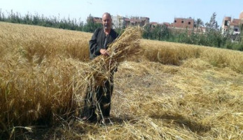 مزارعو القمح بدمياط يصرخون بعد الـ"600" جنيه لـ"الإردب" (ريبورتاج)