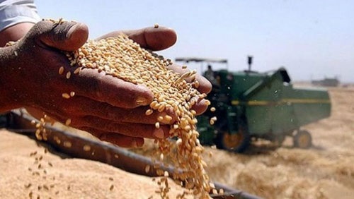 «التموين» تعلن بدء توريد القمح المحلي (خبر)