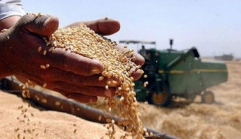 «التموين» تعلن بدء توريد القمح المحلي (خبر)