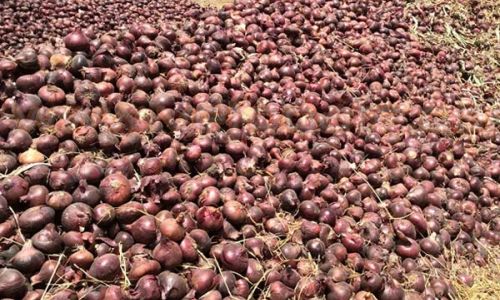مزارعو البصل يحصدون الدموع (ريبورتاج)