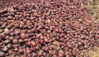 مزارعو البصل يحصدون الدموع (ريبورتاج)