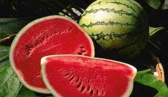 الزراعة تكشف حقيقة انتشار البطيخ المسرطن بالأسواق.. فيديو (خبر)