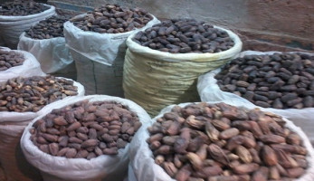 "يا بلح مين يشتريك".. الكيلو بـ20 في بولاق ومناطق أخرى بـ50 جنيهًا (فيتشر)
