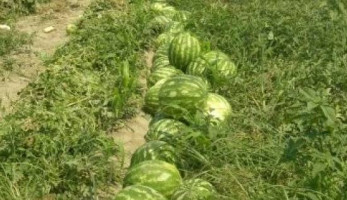 وزير الزراعة: البطيخ المصري آمن ومتبقيات المبيدات به أقل من "المسموح" (خبر)