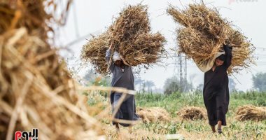 طرح أول وثيقة تأمين زراعى فى يوليو تتضمن تعويض الفلاح حال تلف المحصول - اليوم السابع (ريبورتاج)