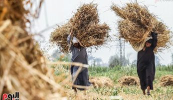 طرح أول وثيقة تأمين زراعى فى يوليو تتضمن تعويض الفلاح حال تلف المحصول - اليوم السابع (ريبورتاج)