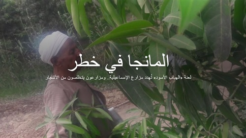 'الهباب الأسود'.. قصة مرض غامض أصاب مزارع مانجا الإسماعيلية (ريبورتاج)