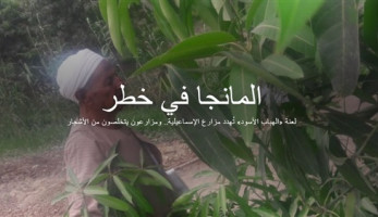 'الهباب الأسود'.. قصة مرض غامض أصاب مزارع مانجا الإسماعيلية (ريبورتاج)