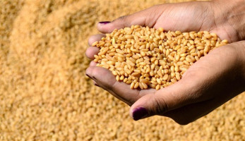 'الإدارية العليا' تقضي بإلغاء قرار وقف استيراد 'قمح الأرجوت' (خبر)