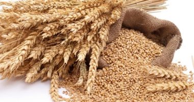 بعد رفض مصر شحنة قمح روسية.. ما لا تعرفه عن فطر الأرجوت - اليوم السابع (خبر)